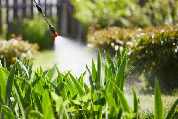 24/7 Emergency Termite Control experts in Sandpoint, ID
