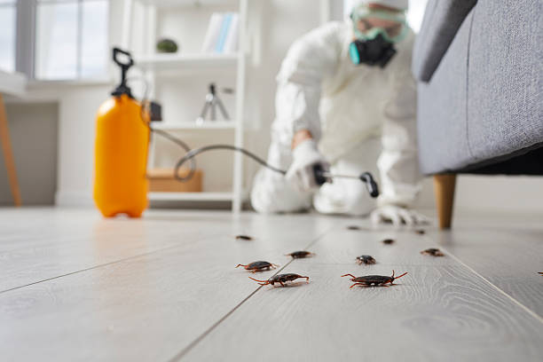 Affordable Termite Control solutions in Sandpoint, ID